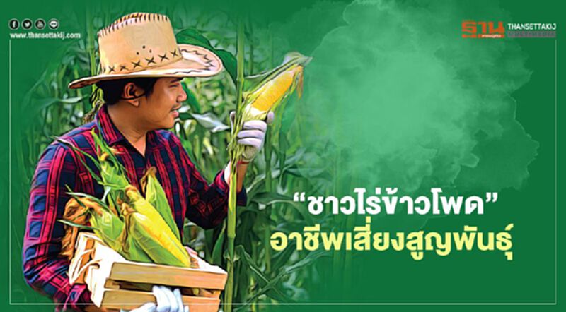 “ชาวไร่ข้าวโพด” อาชีพเสี่ยงสูญพันธุ์ ในอีก 2 ปี “ชาวไร่ข้าวโพด” อาชีพเสี่ยงสูญพันธุ์ ในอีก 2 ปี