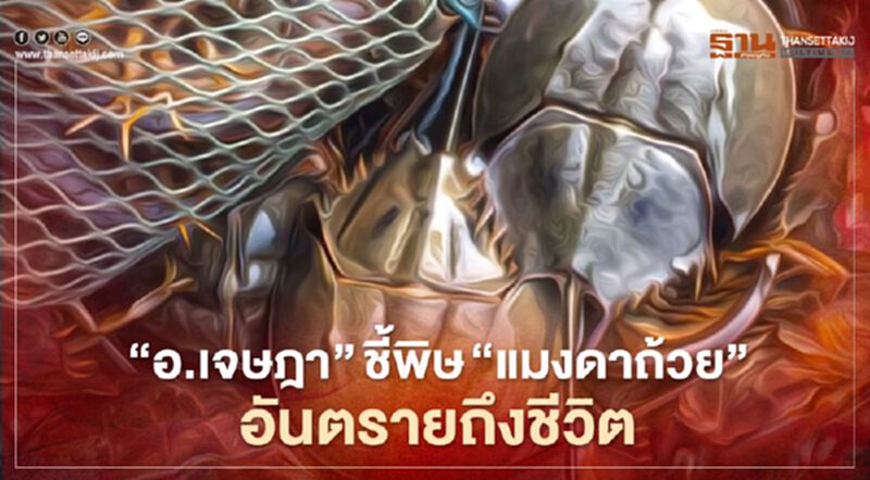 ‘อ.เจษฎา’ ชี้พิษ ‘แมงดาถ้วย’ อันตรายถึงชีวิต ไม่ควรกิน ‘อ.เจษฎา’ ชี้พิษ ‘แมงดาถ้วย’ อันตรายถึงชีวิต ไม่ควรกิน