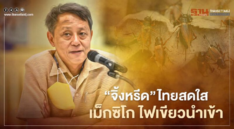 “จิ้งหรีด” ไทยสดใส เม็กซิโก ไฟเขียวนำเข้า “จิ้งหรีด” ไทยสดใส เม็กซิโก ไฟเขียวนำเข้า