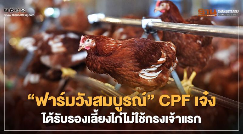 “ฟาร์มวังสมบูรณ์” CPF เจ๋ง ได้รับรองเลี้ยงไก่ไม่ใช้กรงเจ้าแรก