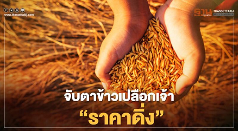 จับตา ข้าวเปลือกเจ้า “ราคาดิ่ง” จับตา ข้าวเปลือกเจ้า “ราคาดิ่ง”