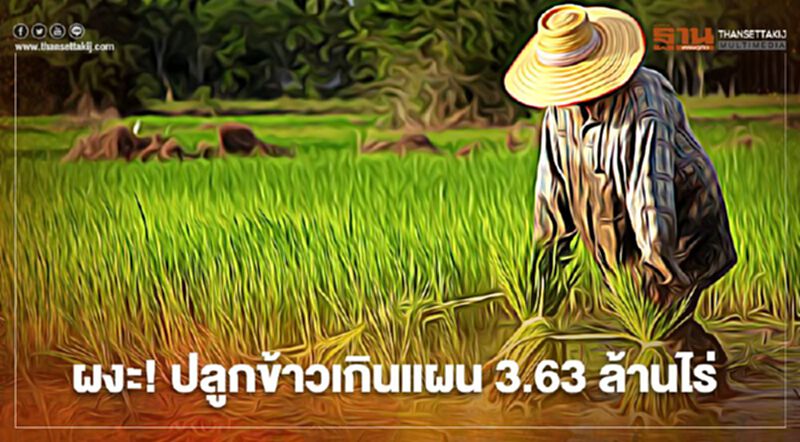 ผงะ! ปลูกข้าวเกินแผน 3.63 ล้านไร่ ผงะ! ปลูกข้าวเกินแผน 3.63 ล้านไร่