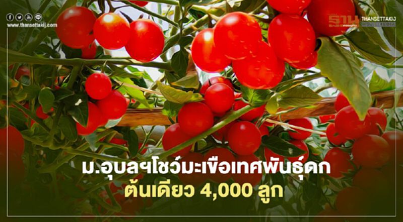 ม.อุบลฯโชว์มะเขือเทศพันธุ์ดก ต้นเดียว 4,000 ลูก ม.อุบลฯโชว์มะเขือเทศพันธุ์ดก ต้นเดียว 4,000 ลูก