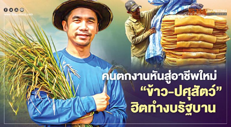 คนตกงานหันสู่อาชีพใหม่ ‘ข้าว-ปศุสัตว์’ ฮิตทำงบรัฐบาน คนตกงานหันสู่อาชีพใหม่ ‘ข้าว-ปศุสัตว์’ ฮิตทำงบรัฐบาน