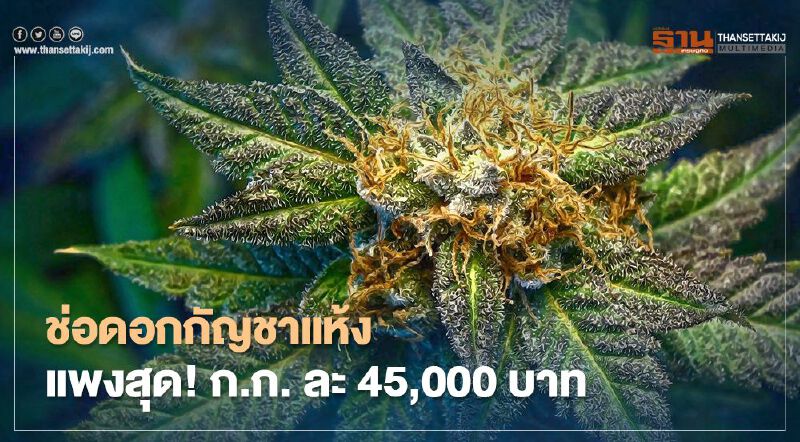สุดว้าว! GPO เผยช่อดอกกัญชาแห้ง แพงสุด ก.ก. ละ 45,000 บาท
