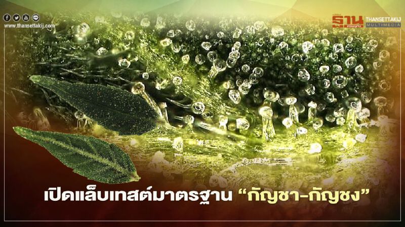 เปิดแล็บเทสต์มาตรฐาน‘กัญชา-กัญชง’‘เพ ลา เพลิน’ ส่งทดสอบ‘สารสำคัญ