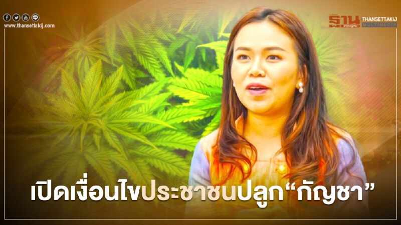 เปิดเงื่อนไขประชาชนปลูก‘กัญชา’ รัฐผลักดันขึ้นแท่นพืชเศรษฐกิจหลัก เปิดเงื่อนไขประชาชนปลูก‘กัญชา’ รัฐผลักดันขึ้นแท่นพืชเศรษฐกิจหลัก