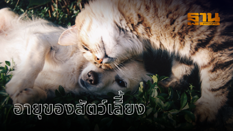 “สัตว์เลี้ยง” แต่ละชนิด จะอยู่กับคุณไปอีกนานแค่ไหน? “สัตว์เลี้ยง” แต่ละชนิด จะอยู่กับคุณไปอีกนานแค่ไหน?