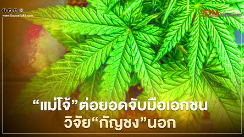 "แม่โจ้"ต่อยอดจับมือเอกชนวิจัย"กัญชง"สายพันธุ์นอก "แม่โจ้"ต่อยอดจับมือเอกชนวิจัย"กัญชง"สายพันธุ์นอก