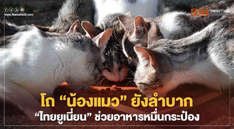โถ“น้องแมว”ยังลำบาก “ไทยยูเนี่ยน”ช่วยอาหารหมื่นกระป๋อง โถ“น้องแมว”ยังลำบาก “ไทยยูเนี่ยน”ช่วยอาหารหมื่นกระป๋อง
