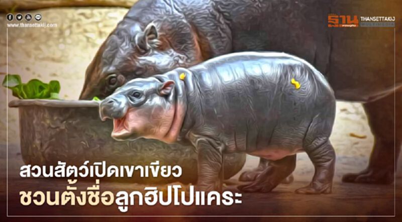 สวนสัตว์เปิดเขาเขียวแนะนำสมาชิกใหม่ พร้อมชวนตั้งชื่อชิงเงินรางวัล สวนสัตว์เปิดเขาเขียวแนะนำสมาชิกใหม่ พร้อมชวนตั้งชื่อชิงเงินรางวัล