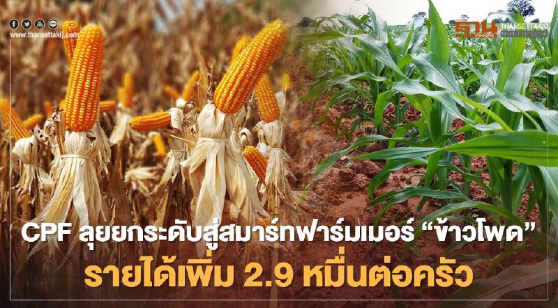 CPF ลุยยกระดับสู่สมาร์ทฟาร์มเมอร์  “ข้าวโพด”เฮ รายได้เพิ่ม 2.9 หมื่นต่อครัว