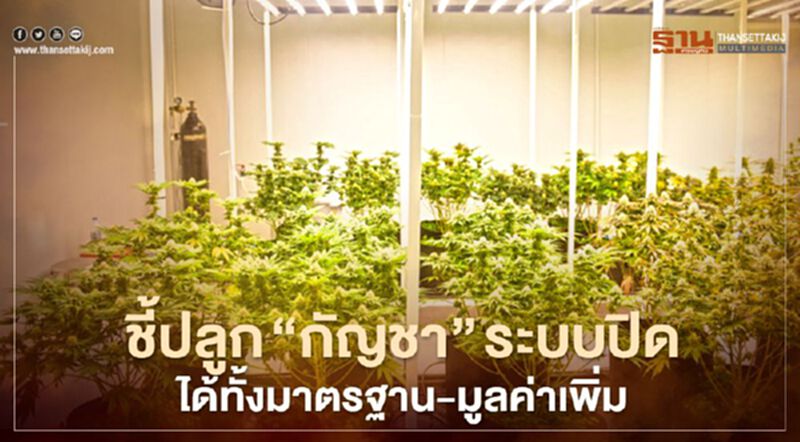 ชี้ปลูก “กัญชา” ระบบปิด ได้ทั้งมาตรฐาน-มูลค่าเพิ่ม ชี้ปลูก “กัญชา” ระบบปิด ได้ทั้งมาตรฐาน-มูลค่าเพิ่ม