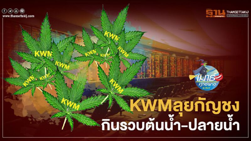 KWM ลุยกัญชง กินรวบต้นน้ำ-ปลายน้ำ KWM ลุยกัญชง กินรวบต้นน้ำ-ปลายน้ำ