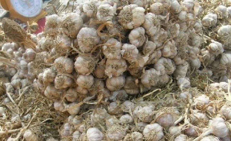 “จุรินทร์”เร่งแก้ปัญหากระเทียมล้น  MOUนำร่อง500 ตันจากเกษตรกร