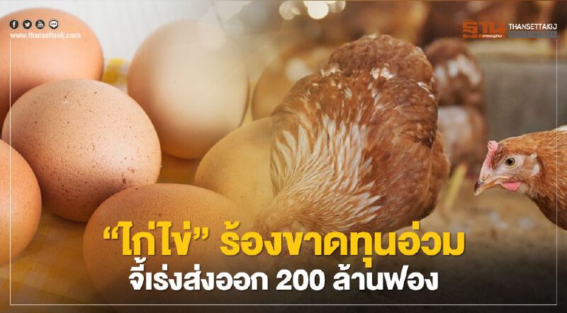 “ไก่ไข่”ร้องขาดทุนอ่วม จี้เร่งส่งออก 200 ล้านฟอง