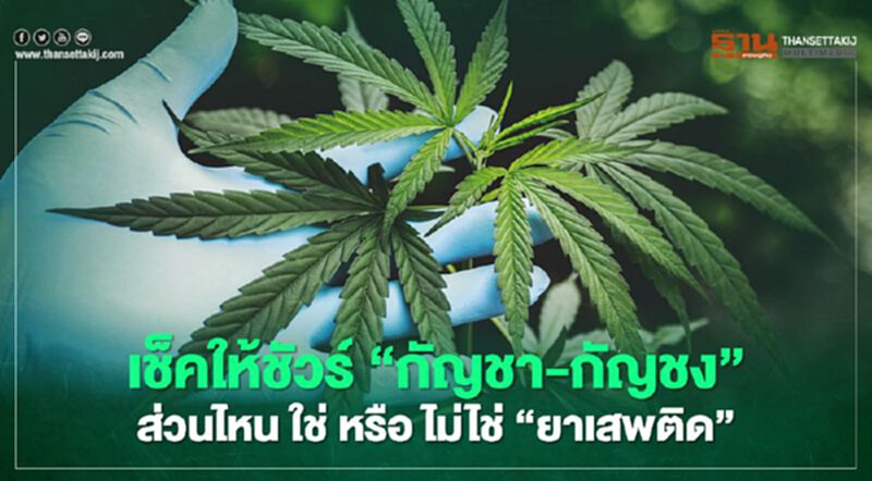 เช็คให้ชัวร์ “กัญชา-กัญชง” ส่วนไหน ใช่ หรือ ไม่ไช่ “ยาเสพติด” เช็คให้ชัวร์ “กัญชา-กัญชง” ส่วนไหน ใช่ หรือ ไม่ไช่ “ยาเสพติด”