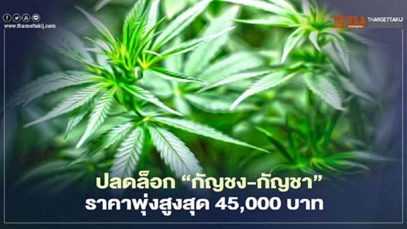 ปลดล็อก "กัญชง-กัญชา" ราคาพุ่งสูงสุด 45,000 บาท ปลดล็อก "กัญชง-กัญชา" ราคาพุ่งสูงสุด 45,000 บาท