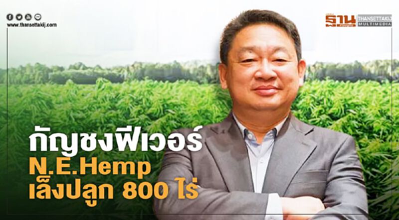 กัญชงฟีเวอร์ N.E.Hemp เล็งปลูก 800 ไร่ กัญชงฟีเวอร์ N.E.Hemp เล็งปลูก 800 ไร่