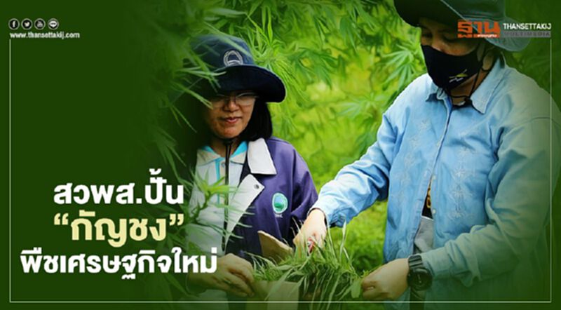 สวพส.ปั้น“กัญชง” พืชเศรษฐกิจใหม่ สวพส.ปั้น“กัญชง” พืชเศรษฐกิจใหม่
