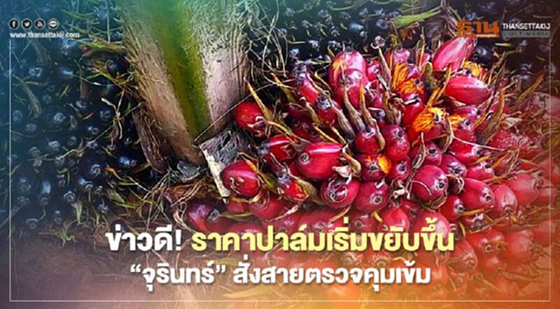 ข่าวดี!ราคาปาล์มเริ่มขยับขึ้น “จุรินทร์”สั่งสายตรวจคุมเข้ม ข่าวดี!ราคาปาล์มเริ่มขยับขึ้น “จุรินทร์”สั่งสายตรวจคุมเข้ม