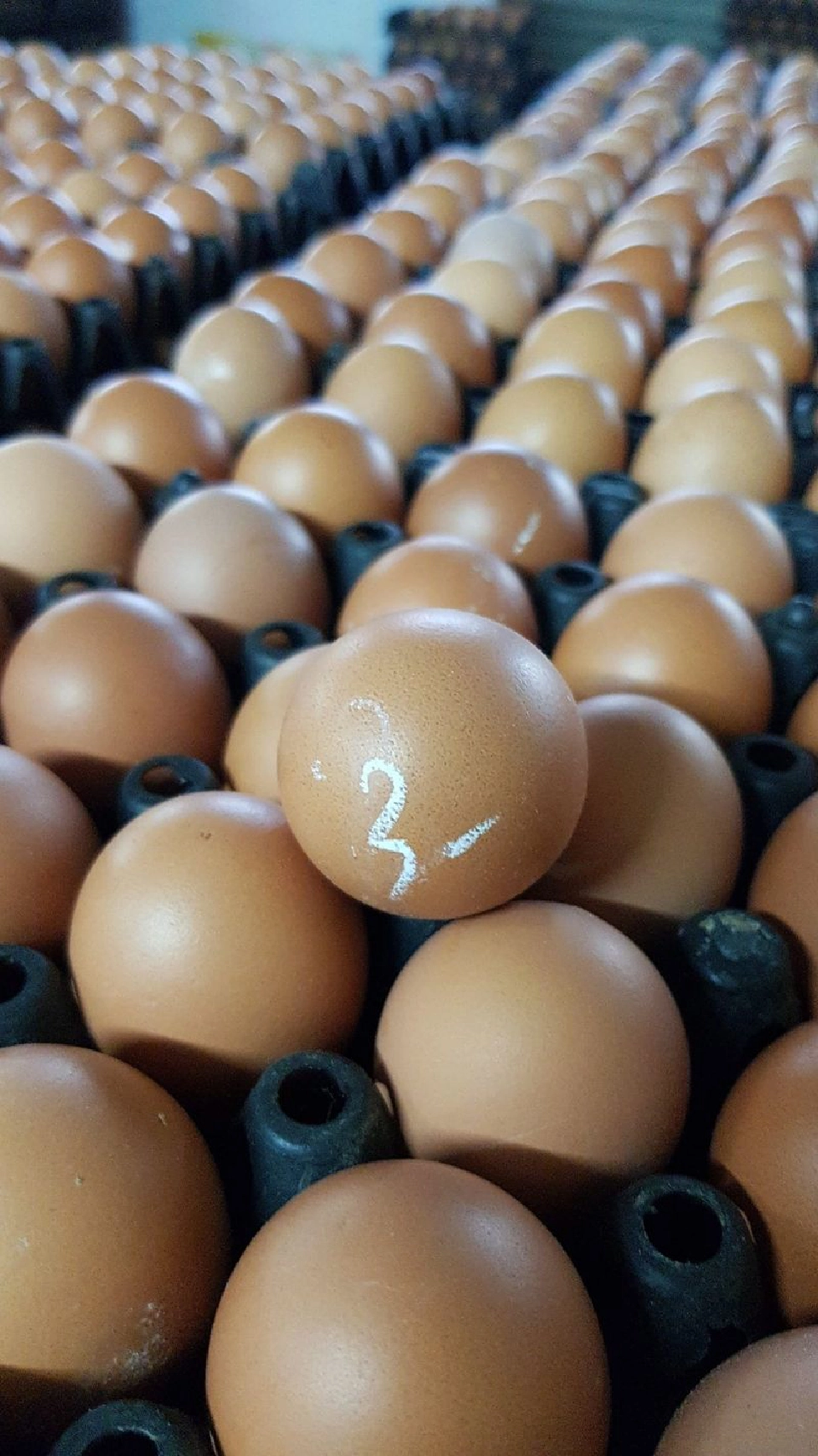 ไข่ไก่เบอร์ 3