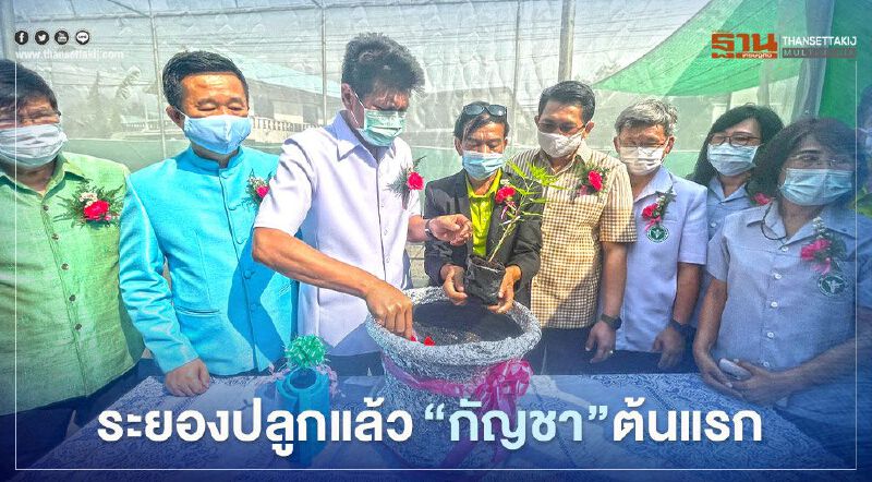 ระยองปลูกแล้ว"กัญชา"ต้นแรก