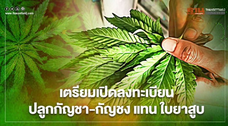 เกษตรกรมีเฮ การยาสูบฯ เตรียมเปิดลงทะเบียนปลูกกัญชา-กัญชงเชิงพาณิชย์สิ้นเดือนมี.ค. เกษตรกรมีเฮ การยาสูบฯ เตรียมเปิดลงทะเบียนปลูกกัญชา-กัญชงเชิงพาณิชย์สิ้นเดือนมี.ค.