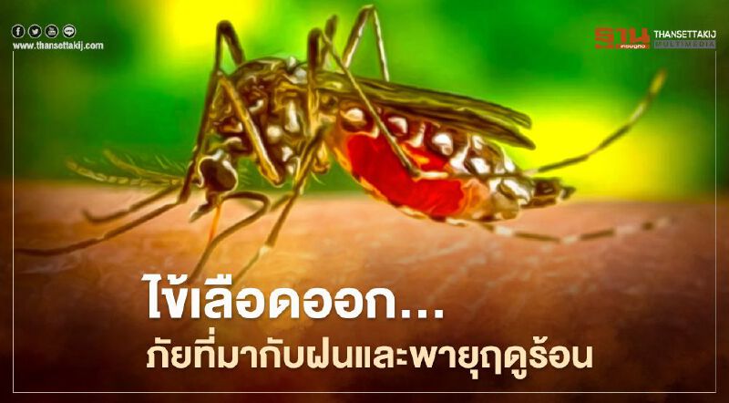 ไข้เลือดออก...ภัยที่มากับฝนและพายุฤดูร้อน ไข้เลือดออก...ภัยที่มากับฝนและพายุฤดูร้อน
