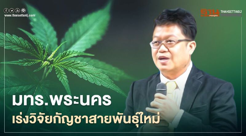 มทร.พระนคร ผนึกTCI ค้นพบกัญชาสายพันธุ์ใหม่ ไหมทอง01