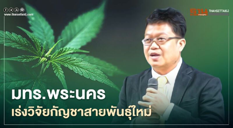 มทร.พระนคร ผนึกTCI ค้นพบกัญชาสายพันธุ์ใหม่ ไหมทอง01 มทร.พระนคร ผนึกTCI ค้นพบกัญชาสายพันธุ์ใหม่ ไหมทอง01