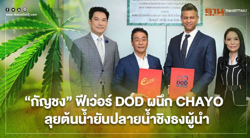 “กัญชง”ฟีเว่อร์ DOD ผนึก CHAYO ลุยต้นน้ำยันปลายน้ำชิงธงผู้นำ “กัญชง”ฟีเว่อร์ DOD ผนึก CHAYO ลุยต้นน้ำยันปลายน้ำชิงธงผู้นำ