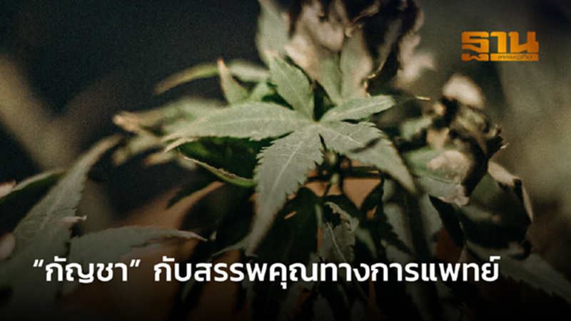 “กัญชา” กับสรรพคุณทางการแพทย์ “กัญชา” กับสรรพคุณทางการแพทย์