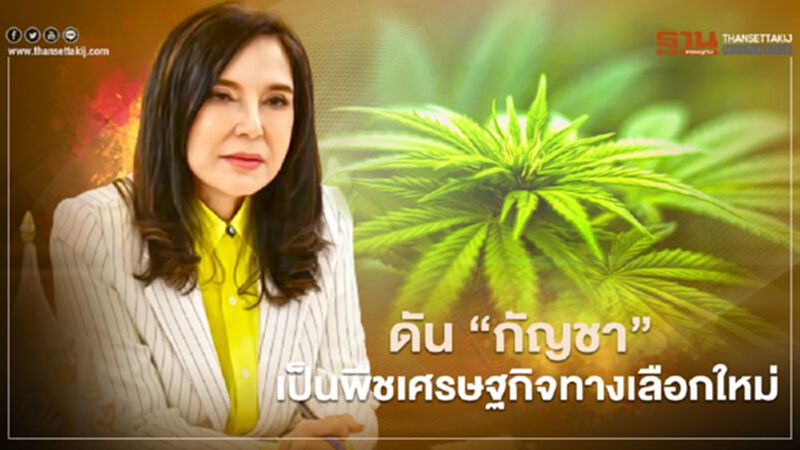 ดัน “กัญชา” เป็นพืชเศรษฐกิจทางเลือกใหม่ ดัน “กัญชา” เป็นพืชเศรษฐกิจทางเลือกใหม่