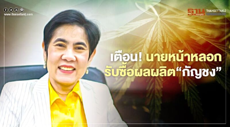 เตือน! นายหน้าหลอกรับซื้อผลผลิตกัญชง เตือน! นายหน้าหลอกรับซื้อผลผลิตกัญชง