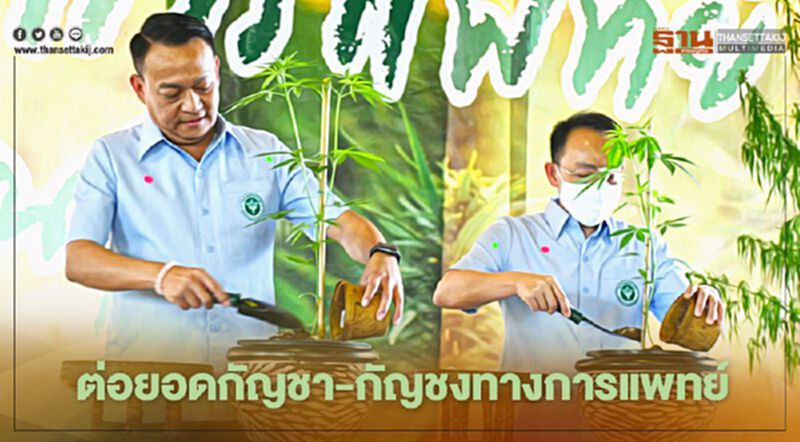 เขตสุขภาพที่ 7 ต่อยอดกัญชา กัญชงทางการแพทย์ เขตสุขภาพที่ 7 ต่อยอดกัญชา กัญชงทางการแพทย์