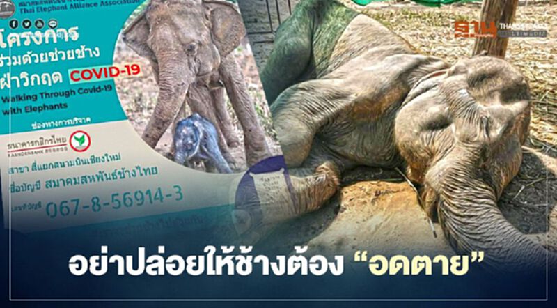 "วันช้างไทย"แต่ช้างทุกภาคโคม่า อย่าปล่อยให้ช้างต้อง“อดตาย” (คลิป) "วันช้างไทย"แต่ช้างทุกภาคโคม่า อย่าปล่อยให้ช้างต้อง“อดตาย” (คลิป)