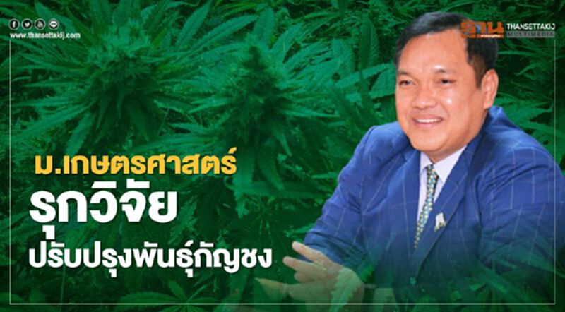 “ม.เกษตรศาสตร์”รุกวิจัยปรับปรุงพันธุ์กัญชง “ม.เกษตรศาสตร์”รุกวิจัยปรับปรุงพันธุ์กัญชง