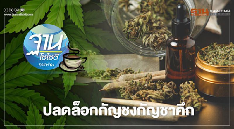 ปลดล็อกกัญชงกัญชาคึก ปลดล็อกกัญชงกัญชาคึก