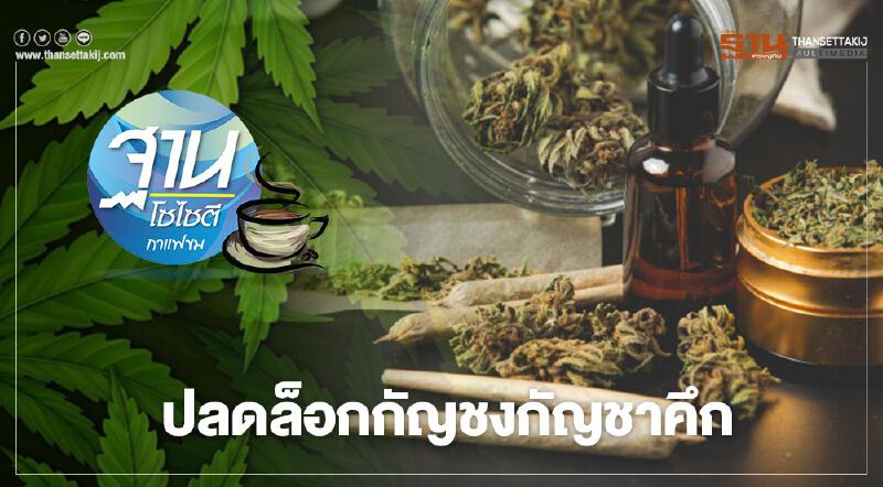 ปลดล็อกกัญชงกัญชาคึก