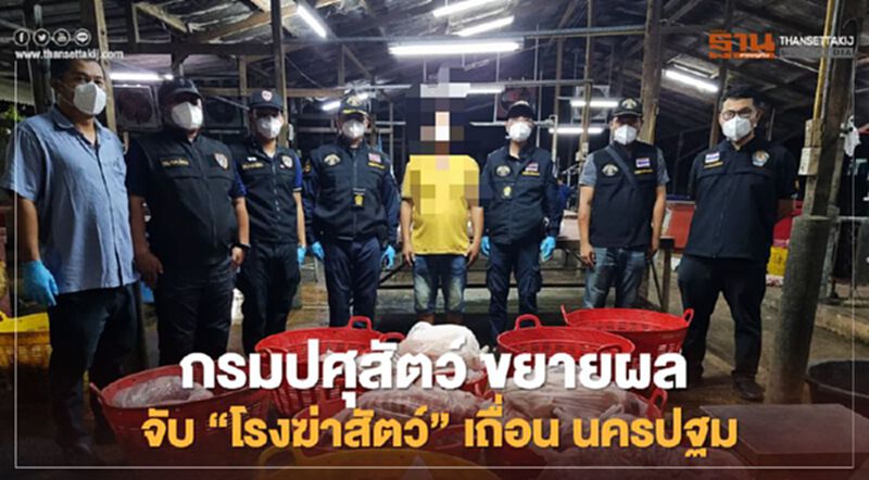 กรมปศุสัตว์ ขยายผล จับ “โรงฆ่าสัตว์” เถื่อน นครปฐม กรมปศุสัตว์ ขยายผล จับ “โรงฆ่าสัตว์” เถื่อน นครปฐม