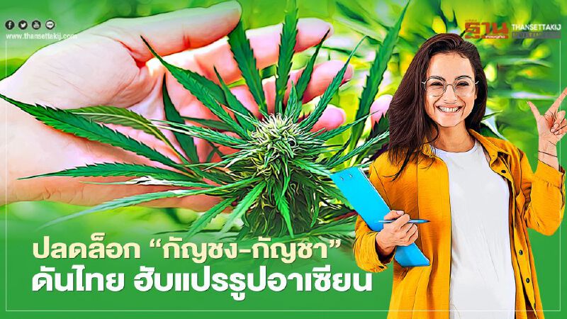 ปลดล็อก ‘กัญชง-กัญชา’   ดันไทย ฮับแปรรูปอาเซียน 