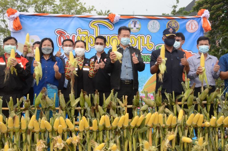 ผู้ว่าฯและนายก อบจ.โคราช เปิดงานวันกินข้าวโพดหวาน ช่วยเกษตรกรโคราชเด้อ