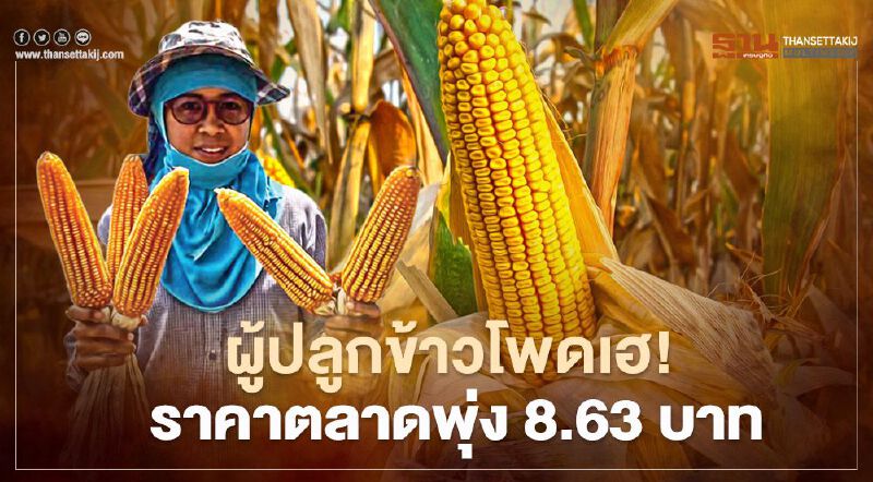 ผู้ปลูกข้าวโพดเฮ!  ราคาตลาดพุ่ง 8.63 บาท