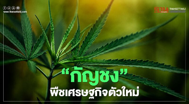 “กัญชง” พืชเศรษฐกิจตัวใหม่ สร้างมูลค่าเพิ่มอาหารไทยสู่ครัวโลก