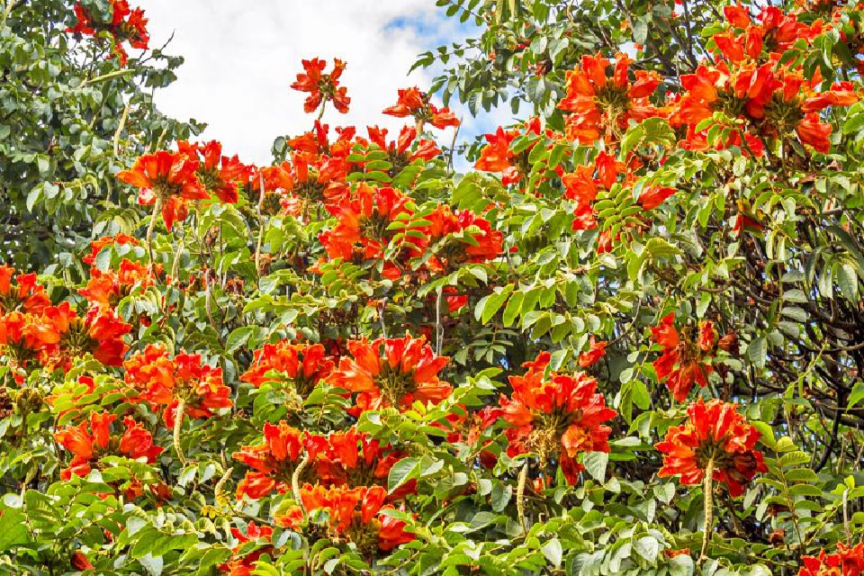 ลด PM2.5 เราทุกคนช่วยกันได้แนะ“ปลูกต้นไม้”ดักฝุ่น