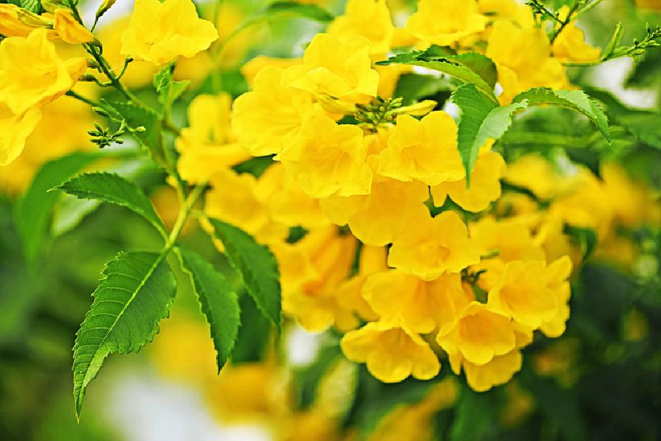 ลด PM2.5 เราทุกคนช่วยกันได้แนะ“ปลูกต้นไม้”ดักฝุ่น