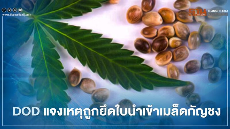 DOD แจงเหตุถูกยึดใบนำเข้าเมล็ดกัญชง 