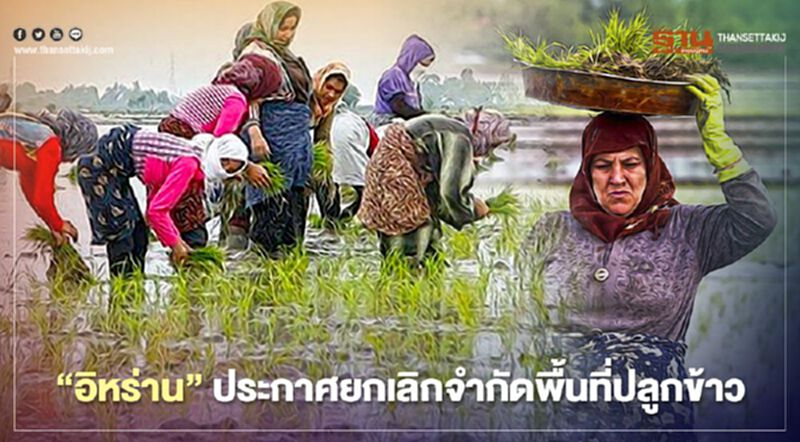 “อิหร่าน” ประกาศยกเลิกจำกัดพื้นที่ปลูกข้าว “อิหร่าน” ประกาศยกเลิกจำกัดพื้นที่ปลูกข้าว
