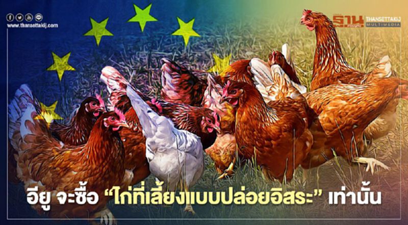 ไทย พร้อมหรือยัง อียู จะซื้อ "ไก่ที่เลี้ยงแบบปล่อยอิสระ” เท่านั้น ไทย พร้อมหรือยัง อียู จะซื้อ "ไก่ที่เลี้ยงแบบปล่อยอิสระ” เท่านั้น